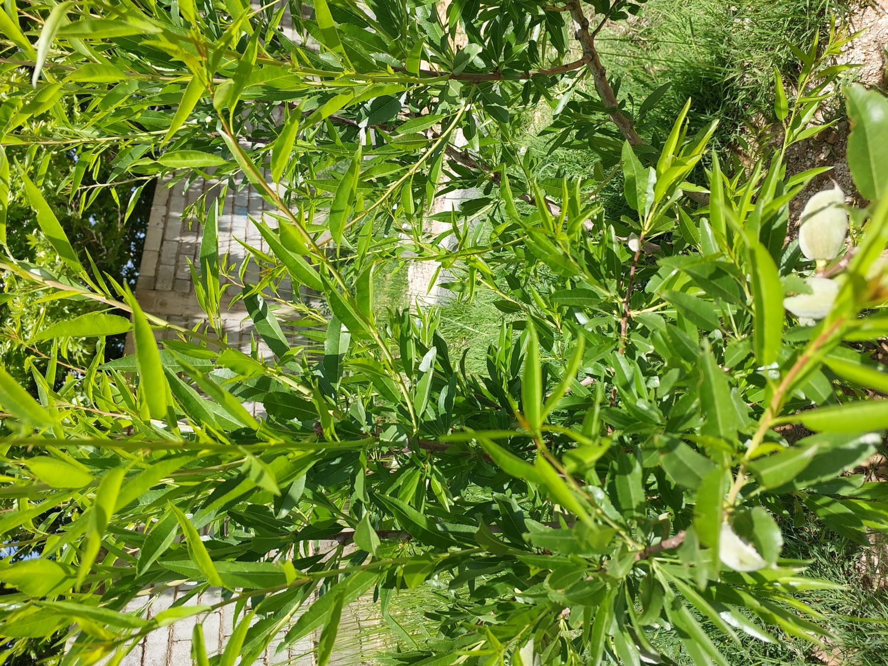 فروش باغ ویلا نزدیک شیراز